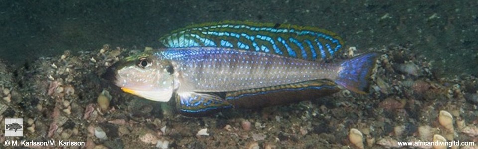 Enantiopus melanogenys 'Mtosi'