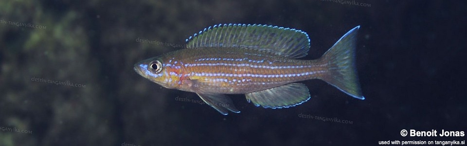 Paracyprichromis brieni 'Mtosi'