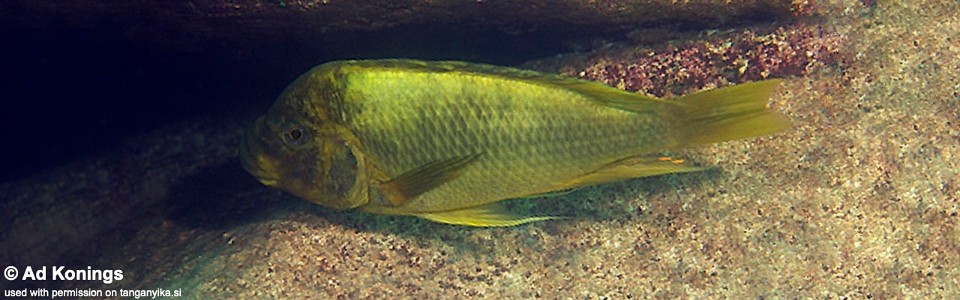 Petrochromis ephippium 'Mtosi'