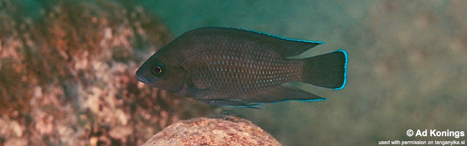 Variabilichromis moorii 'Mtosi'