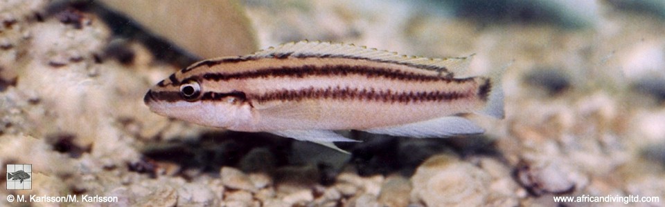 Julidochromis cf. ornatus 'Mtoto'