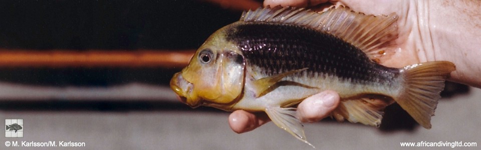 Petrochromis ephippium 'Mtoto'