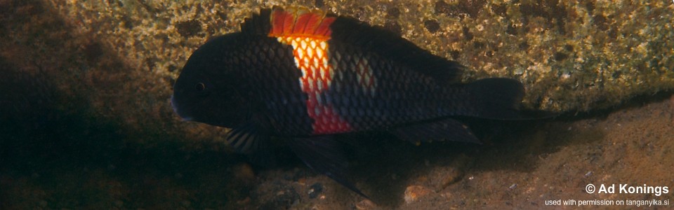Tropheus sp. 'black' Mucansi<br><font color=gray>Red Brabant; Red Saddle</font>
