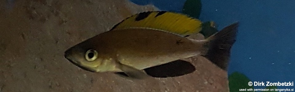 Cyprichromis microlepidotus 'Muguruka'