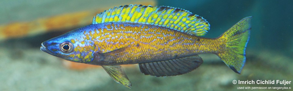 Cyprichromis microlepidotus 'Mukindu'