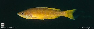 Cyprichromis microlepidotus 'Muloba Bay'.jpg