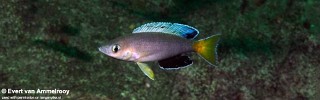 Cyprichromis sp. 'leptosoma jumbo' Mulyma.jpg