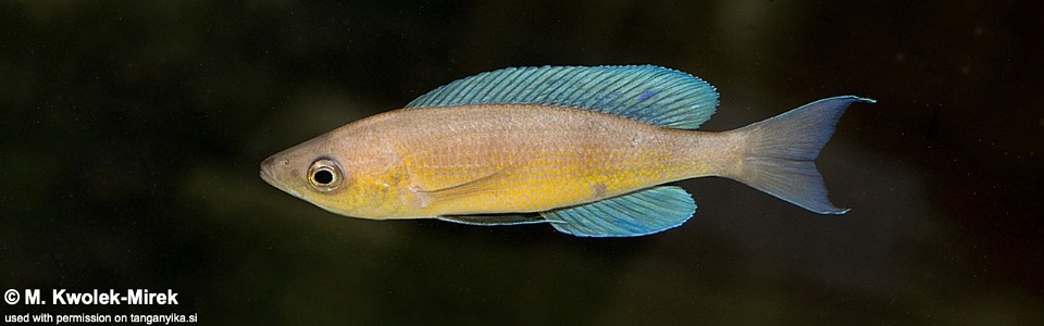 Cyprichromis pavo 'Mupapa'