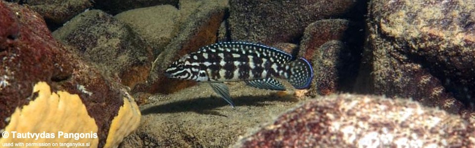 Julidochromis cf. marlieri 'Muzi'<br><font color=gray>J. sp. 'Marlieri Kasanga' Muzi</font>