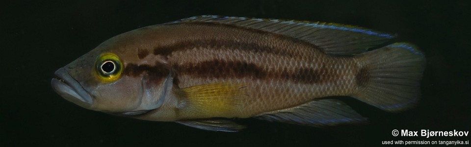 Neolamprologus bifasciatus 'Muzi'