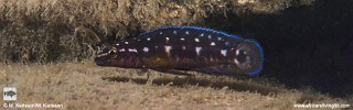 Julidochromis sp. 'transcriptus tanzania' Muzi.jpg