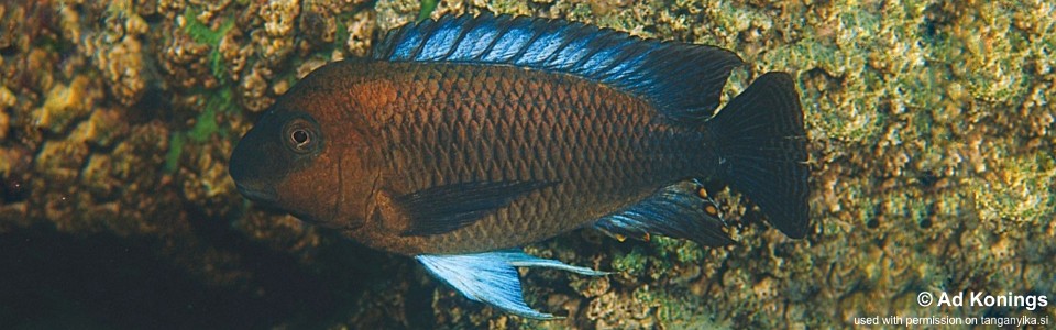 Petrochromis famula 'Muzimu'