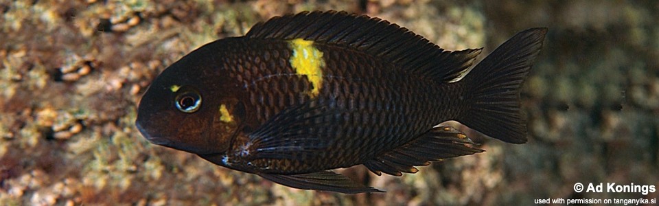 Tropheus sp. 'black' Muzimu