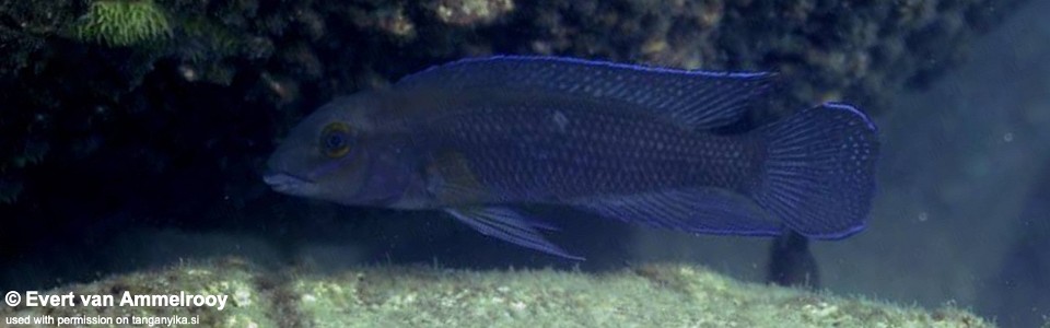 Chalinochromis cyanophleps 'Mvuna Island'