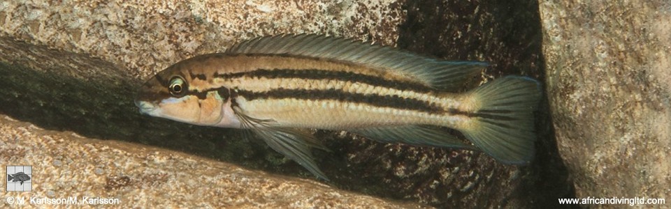 Chalinochromis sp. 'bifrenatus striped' Mvuna Island