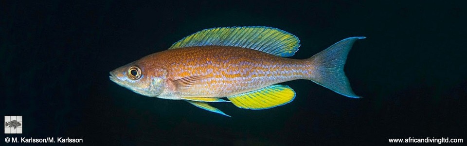 Cyprichromis pavo 'Mvuna Island'