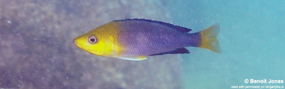Cyprichromis sp. 'leptosoma jumbo' Mvuna Island