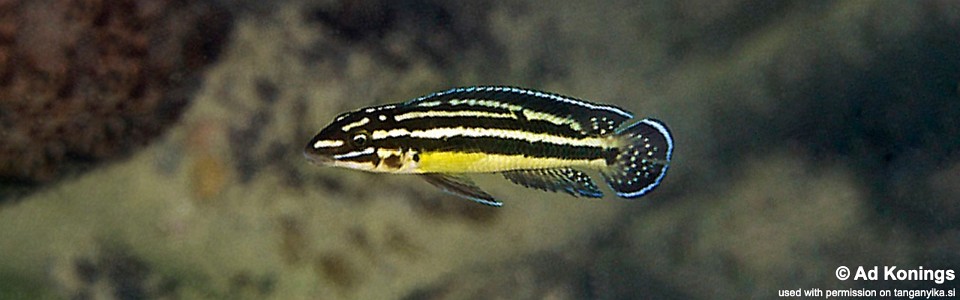 Julidochromis marksmithi 'Mvuna Island'