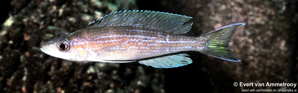 Paracyprichromis brieni 'Mvuna Island'