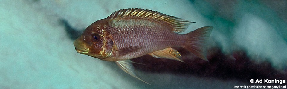 Petrochromis ephippium 'Mvuna Island'