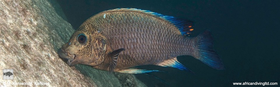 Petrochromis sp. 'blue giant' Mvuna Island<br><font color=gray>Petrochromis sp. 'giant' Mvuna Island</font>