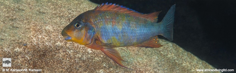 Petrochromis sp. 'kasumbe rainbow' Mvuna Island