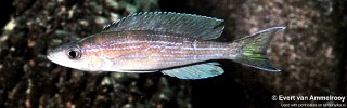 Paracyprichromis brieni 'Mvuna Island'.jpg