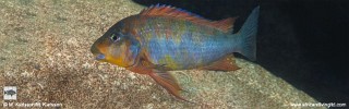 Petrochromis sp. 'kasumbe rainbow' Mvuna Island.jpg