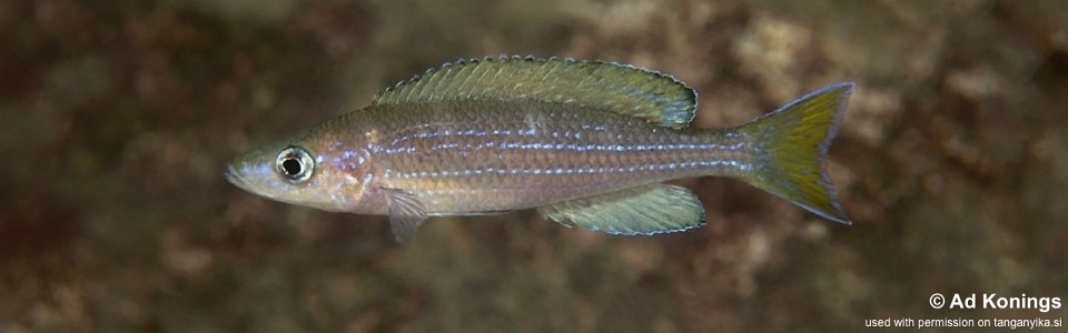 Paracyprichromis sp. 'brieni two-stripe' Mwinza