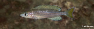 Paracyprichromis sp. 'brieni two-stripe' Mwinza.jpg