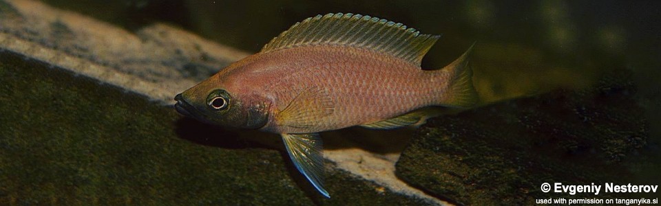 Neolamprologus sp. 'Leleupi Blue Chin' Myunga