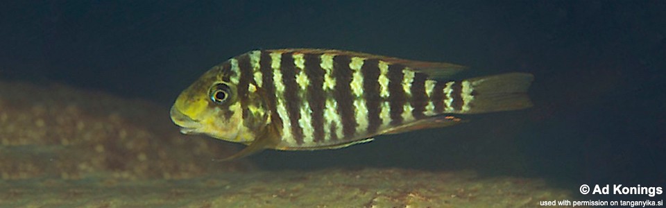 Petrochromis sp. 'kasumbe rainbow' Namansi