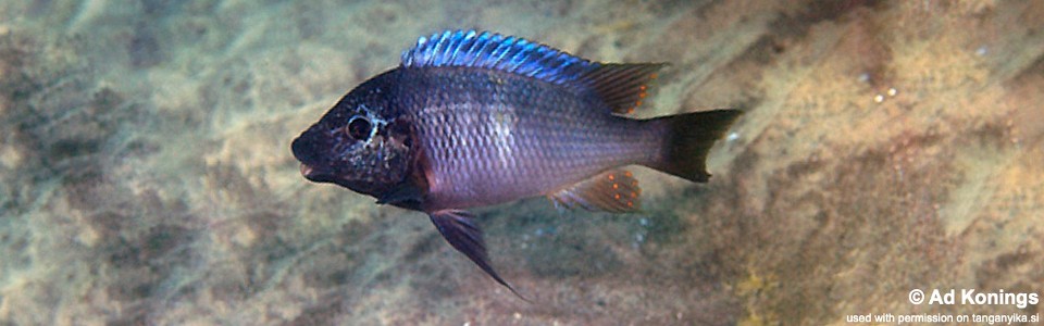 Petrochromis sp. 'texas blue neon' Namansi