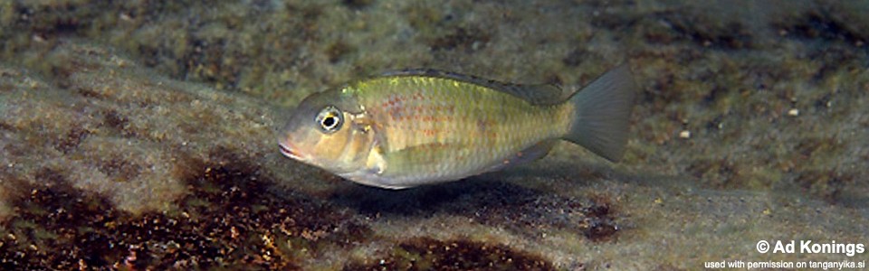 Pseudosimochromis babaulti 'Namansi'<br><font color=gray>Pseudosimochromis pleurospilus 'Namansi'</font>