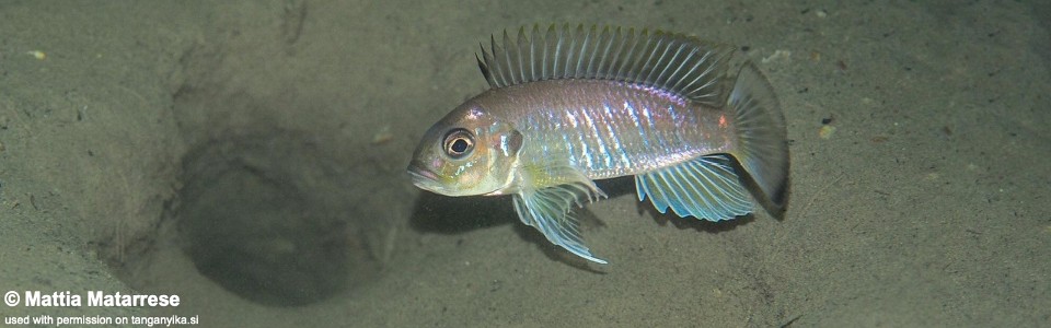 Triglachromis otostigma 'Namansi'