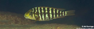 Petrochromis sp. 'kasumbe rainbow' Namansi.jpg