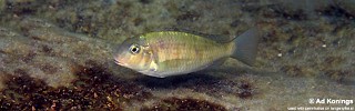 Pseudosimochromis babaulti 'Namansi'.jpg
