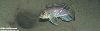 Triglachromis otostigma 'Namansi'.jpg