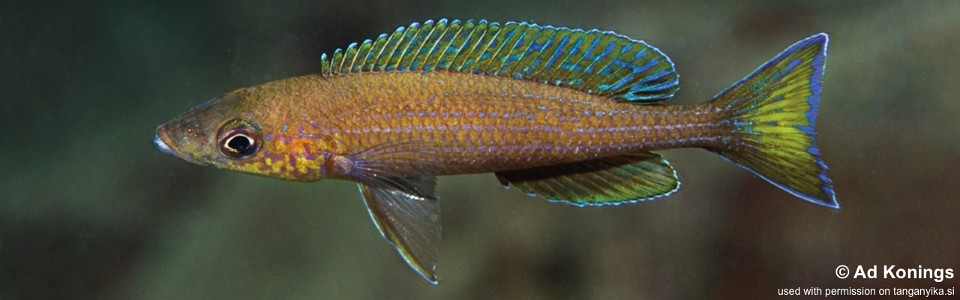 Paracyprichromis brieni 'Ninde'