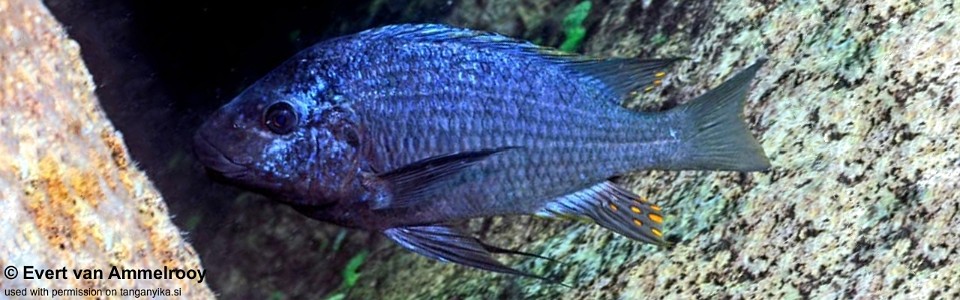 Petrochromis sp. 'texas blue neon' Ninde
