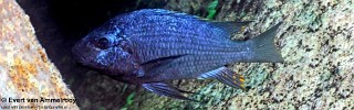 Petrochromis sp. 'texas blue neon' Ninde.jpg