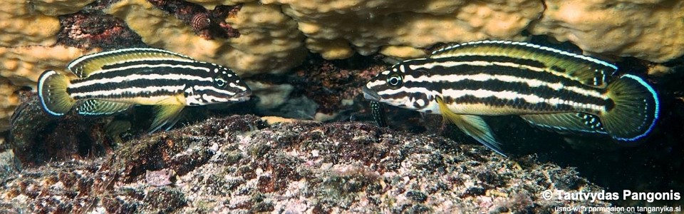 Julidochromis cf. regani 'Nkamba Bay'