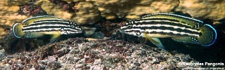 Julidochromis cf. regani 'Nkamba Bay'.jpg