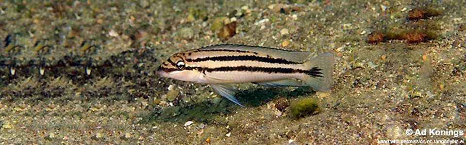 Chalinochromis sp. 'bifrenatus striped' Nkondwe Island