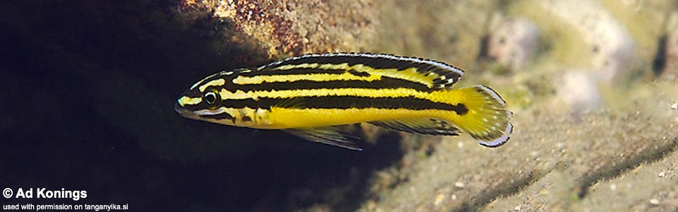 Julidochromis marksmithi 'Nkondwe Island'