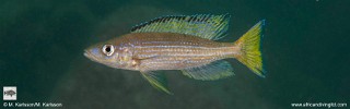 Paracyprichromis brieni 'Nkondwe Island'.jpg