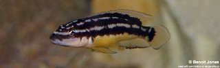 Julidochromis cf. ornatus 'Nkorosha'.jpg
