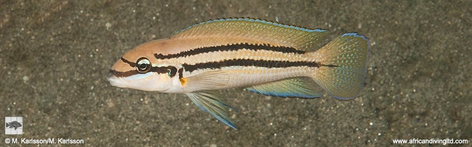 Chalinochromis sp. 'bifrenatus' Nkwasi Point