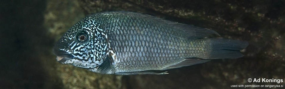 Petrochromis sp. 'texas' Nkwasi Point