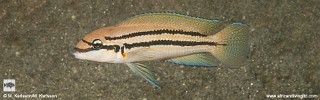 Chalinochromis sp. 'bifrenatus' Nkwasi Point.jpg